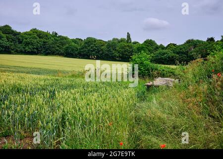 Von Common Lane in Richtung Bramcote Woods, über ein Feld von reifenden Mais im Vordergrund Stockfoto