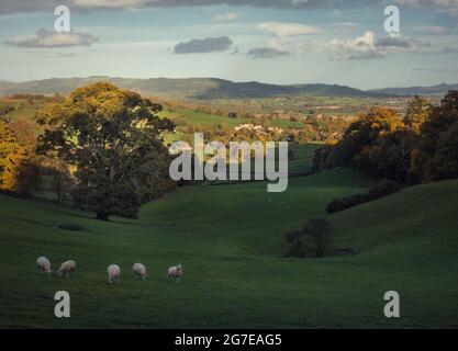 5 Schafe weiden auf einem grünen Feld mit einer schönen Kulisse der ländlichen Landschaft Stockfoto