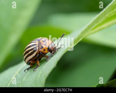 Kartoffelkäfer auf einer Kartoffelpflanze,Leptinotarsa decemlineata, Nordrhein-Westfalen , Niederrhein, Deutschland Stockfoto