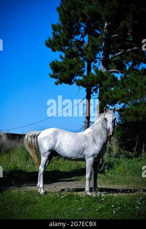 Ein Pferd auf einer grünen Weide Stockfoto