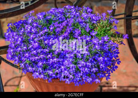 Blaue Lobelia Blumen oder Rand Lobelia, Garten Lobelia (Lobelia Erinus) in Topf im Sommergarten. Blumenanbau, Landschaftsbau und Gartenkonzept Stockfoto