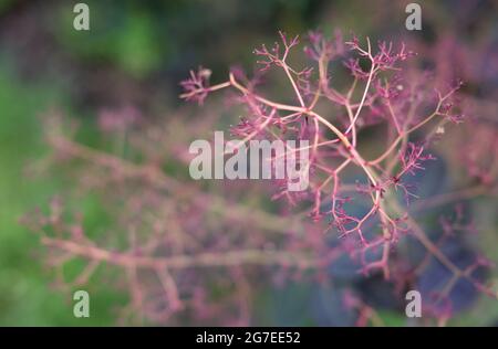 Cotinus coggygria 'Royal Purple' Pflanze in Nahaufnahme, auch bekannt als europäischer Rauchbaum, eurasischer Rauchbaum, Rauchbaum, Rauchbusch, venezianischer Sumach Stockfoto