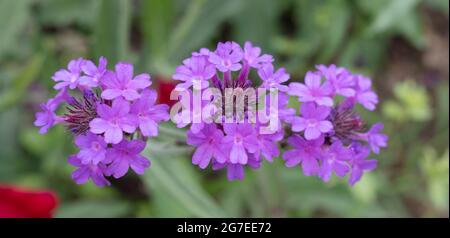 Verbena rigida, bekannt als schlanke Vervain- oder Tuberöse Vervain-Blüten in der Nähe Stockfoto