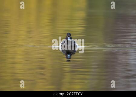 Ein minimalistisches Bild einer getufteten Ente, Aythya fuligula, während sie in Richtung der Kamera schwimmt Stockfoto