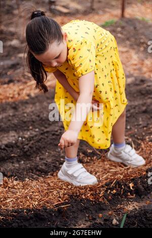 Ein kleiner Gärtner hilft Eltern beim Pflanzen von Gemüse, ein Mädchen im Garten, Familienaktivitäten Stockfoto