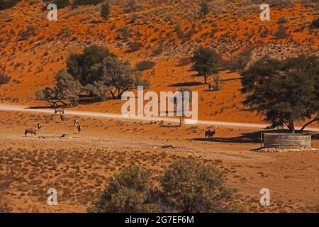 Oryx Oryx Gazella an einem Kalahari-Wasserstelle 4794 Stockfoto