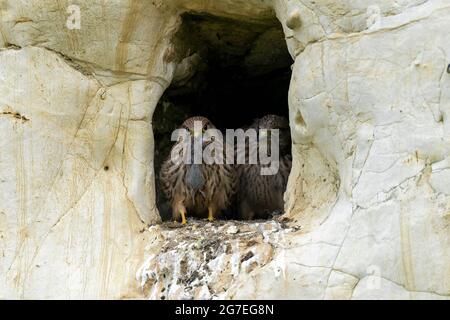 Jungtiere Kestrels-Falco tinnunculus ernährt sich von der Maus. Stockfoto