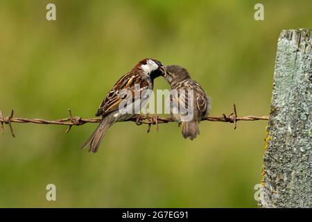 Männlicher Haussparrow- Passer domesticus ernährt sich jung. Stockfoto