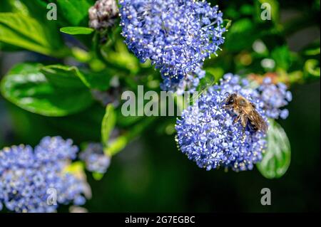 Honigbiene sammelt Nektarpollen aus den Blüten eines kalifornischen Flieders Stockfoto