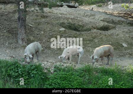 Drei Schweine suchen nach etwas unter einem Baum zu essen Stockfoto