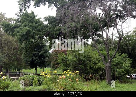 The Bronx, New York, NY, USA, 13. Juli 2021. Blumen und Bäume im Crotona Park, einem öffentlichen Park in der Bronx von New York City. Stockfoto