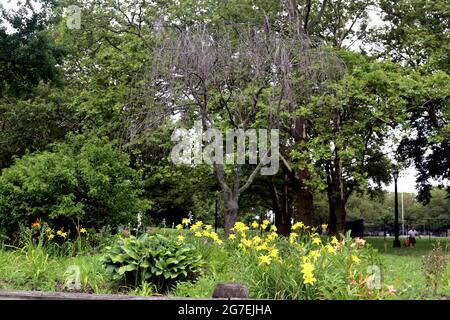 The Bronx, New York, NY, USA, 13. Juli 2021. Blumen und Bäume im Crotona Park, einem öffentlichen Park in der Bronx von New York City. Stockfoto