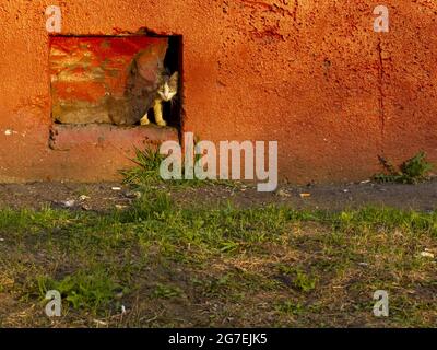 Eine einsame, obdachlose Katze blickt aus dem Keller eines Wohnhauses. Schutzkonzept für Haustiere. Stockfoto