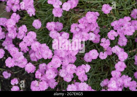 Rosa Nelke in Blüte. Floraler Hintergrund mit blühenden Stauden. Stockfoto