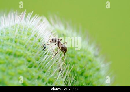 Ameise auf einer Mohnpflanze und grünem Hintergrund. Insekt in einer detailreichen Nahaufnahme. Formicidae Stockfoto