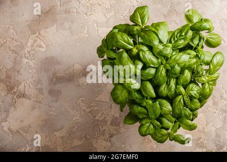 Große grüne Aromatische mediterrane Basilikumblätter auf rustikalem Stein Hintergrund mit Platz für Text. Aromatische Würze. Kopieren Sie Platz. Stockfoto