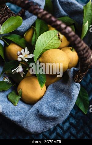 Selbstgewachsene Zitronen, frisch in einem Weidenkorb gepflückt Stockfoto