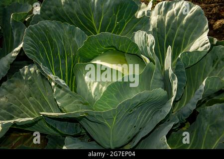 Weißkohlkopf wächst auf einem Feld. Natürliches Bio-Lebensmittelkonzept. Stockfoto