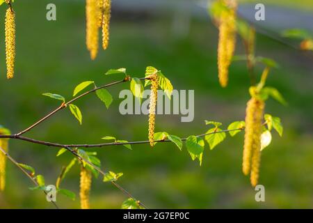 Birkenknospen auf einem Hintergrund von grünem Gras am Frühlingsmorgen. Das Konzept der ökologischen Produktion und des Umweltschutzes. Stockfoto