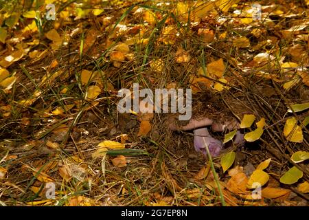 Im Gras versteckte Pilze und gefallene Blätter des Herbstwaldes. Stockfoto