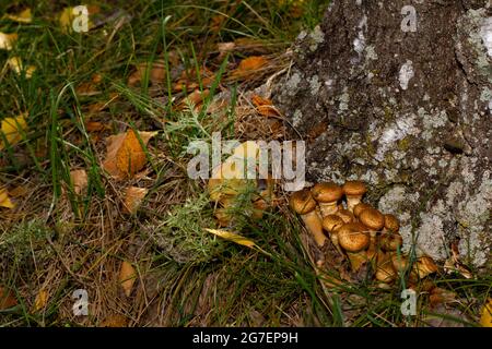 Honigpilze wachsen auf einem Stumpf im Wald in der Nähe der Stadt. Umweltschutzkonzept. Stockfoto