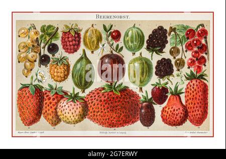 BEEREN VINTAGE „BEERENOBST“ LITHOGRAPH 1800 ILLUSTRATION GARTENFRÜCHTE Vintage Botany, Beeren, verschiedene Sorten, 1-4 Johannisbeere (Ribes), 5-6 Himbeere (Rubus idaeus), 6-8 Brombeere (Rubus fruticosus), 9 Cranberry (Vaccinium oxyccosus), 10-14 Stachelbeere (Ribes), 15-22-Crispa-Erdbeere (Fragika), Crispa (Farbe), ugikaria, 1880) Stockfoto