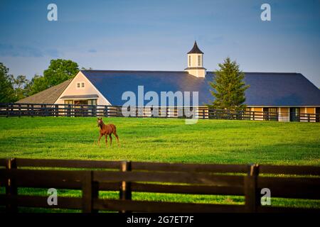 Junges Vollblut-Fohlen auf einem Feld mit Pferdestall im Hintergrund. Stockfoto