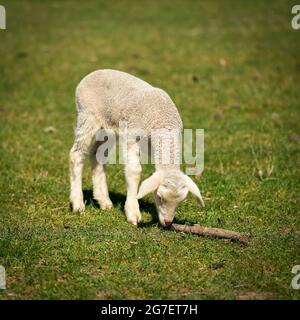 Alleinneugeborenes neugieriges Lamm auf einer Wiese im Herrenkrugpark in Magdeburg in Deutschland Stockfoto