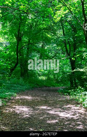 Unbefestigte Straße durch einen grünen Wald, ein Tunnel mit Bäumen an einem sonnigen Sommertag. Dendrapark in Yampol Ukraine. Stockfoto