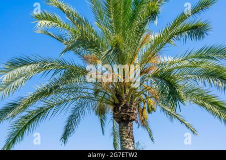 Palmen vor blauem Himmel. Makrofoto, Nahaufnahme. Hochwertige Fotos Stockfoto