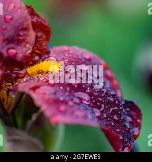 Makro, Regentropfen oder Tau, schöner roter, orangefarbener, brauner Hintergrund Dunkle Blüten der Garten-Iris, bedeckt, sommerlicher Regen. Stockfoto