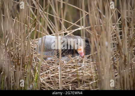 Graugans Weibchen auf zwei jungen, Titchwell Stockfoto