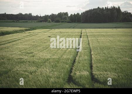 Landschaft junge Weizen Sämlinge wachsen in einem Feld. Grüner Weizen wächst im Boden. Nahaufnahme von der keimenden Roggenwirtschaft auf einem Feld im Sonnenuntergang. Sprossen o Stockfoto