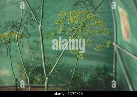 Dill (Anethum graveolens) ist ein einjähriges Kraut in der Sellerie-Familie Apiaceae. Sie ist die einzige Art der Gattung Anethum. Dillblumen, Nahaufnahme Stockfoto