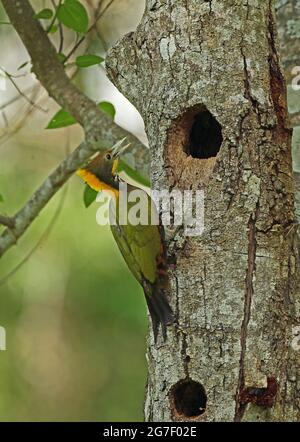 Greater Yellownape (Chrysophlegma flavinucha lylei) erwachsenes Männchen, das sich am Baumstamm am Nestloch Kaeng Krachan NP, Thailand, festklammert Mai Stockfoto