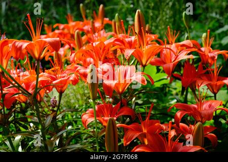 Orange Lily Patch in einem Park Stockfoto