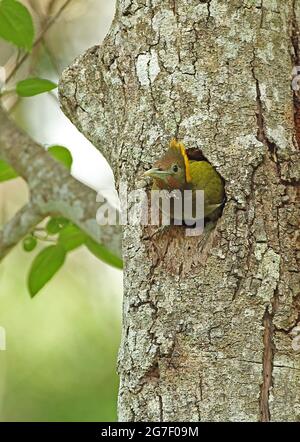 Greater Yellownape (Chrysophlegma flavinucha lylei) adulte Weibchen, die das Nestloch Kaeng Krachan NP, Thailand verlassen Mai Stockfoto