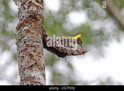 Großer Yellownape (Chrysophlegma flavinucha lylei) Männchen füttert an gebrochenem Ast Kaeng Krachan NP, Thailand Mai Stockfoto