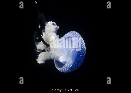 Seitenansicht einer australischen, weiß gepunkteten Qualle, die auch als schwimmende Glocke (Phyllorhiza punctata) bekannt ist. In einem Aquarium mit schwarzem Hintergrund. Stockfoto