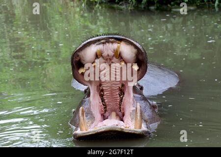 Ein Nilpferd gähnend. Weit geöffneter Mund mit Zähnen eines Nilpferdes in einem Zoo. Stockfoto