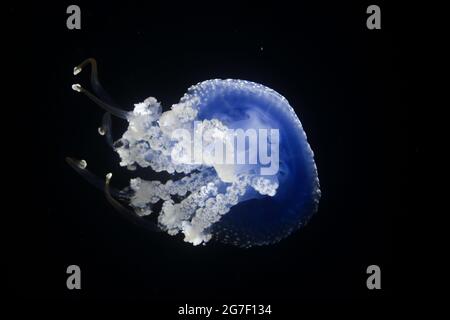 Ansicht von unten einer australischen Qualle mit weißem Fleck, auch bekannt als Floating Bell (Phyllorhiza punctata). In einem Aquarium mit schwarzem Hintergrund. Stockfoto