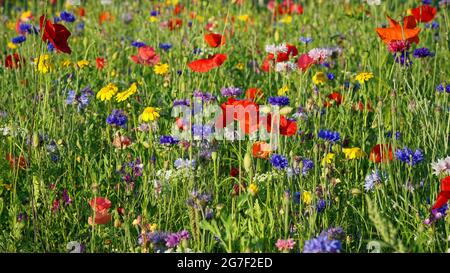 Wildblumen-Wiese mit Mohnblumen und Kornblumen Stockfoto