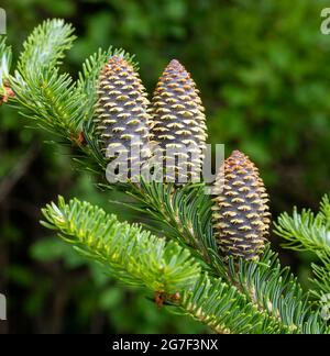 Neue Zapfen entwickeln sich auf Balsamtanne, Abies balsamea, Stockfoto