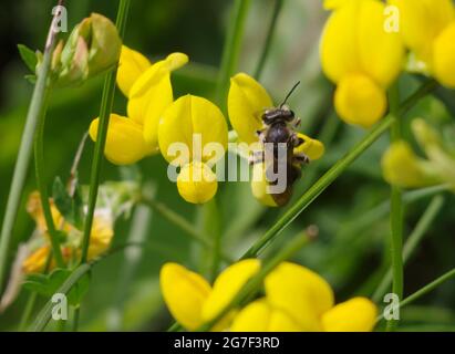 Wilkes Mining Bee, Andrena wilkella, Fütterung auf Vogelfuß Trefoil, Lotus corniculatus Stockfoto