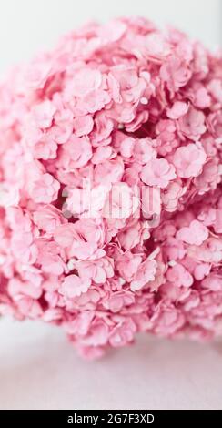Schöne rosa Hortensien Blumen in einer Vase auf einem Tisch. Stockfoto