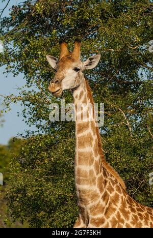 Jiraffa, Giraffa camelopardalis, in afrikanischer Umgebung in Savannah, Kruger National Park, Südafrika. Stockfoto