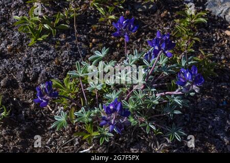 Zwerg-Lupine, Lupinus lepidus, blühend nahe dem Marmot Pass in der Buckhorn Wildnis, Olympic National Forest, Olympic Mountains, Washington State, USA Stockfoto