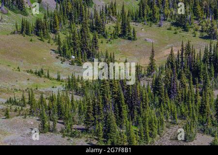 Blick auf eine sub-alpine Wiese vom Marmot Pass in der Buckhorn Wilderness, Olympic National Forest, Olympic Mountains, Washington State, USA Stockfoto