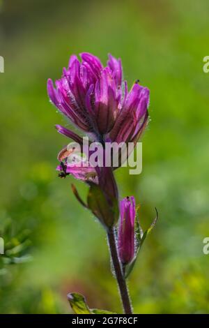 Kleinblühiger Pinsel, Castilleja parviflora, am Marmot Pass in der Buckhorn Wilderness, Olympic National Forest, Olympic Mountains, Washington Street Stockfoto