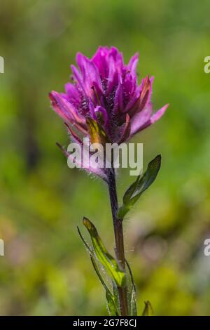 Kleinblühiger Pinsel, Castilleja parviflora, am Marmot Pass in der Buckhorn Wilderness, Olympic National Forest, Olympic Mountains, Washington Street Stockfoto